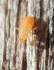 Orius sp.